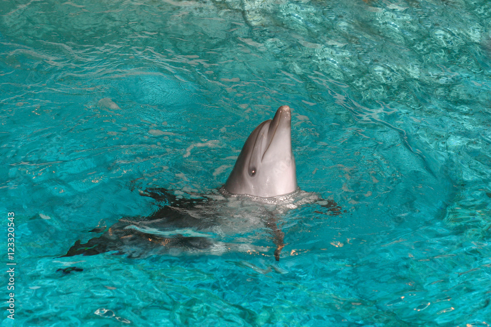 Fototapeta premium Dolphins