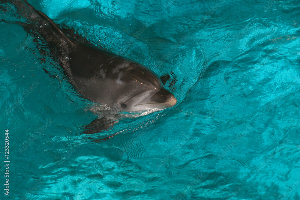 Fototapeta premium Dolphins