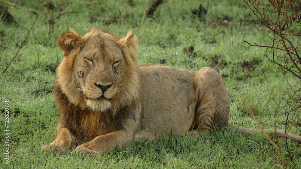 Old male lion with scars laid down, closed eyes Old male lion with scars laid down, closed eyes