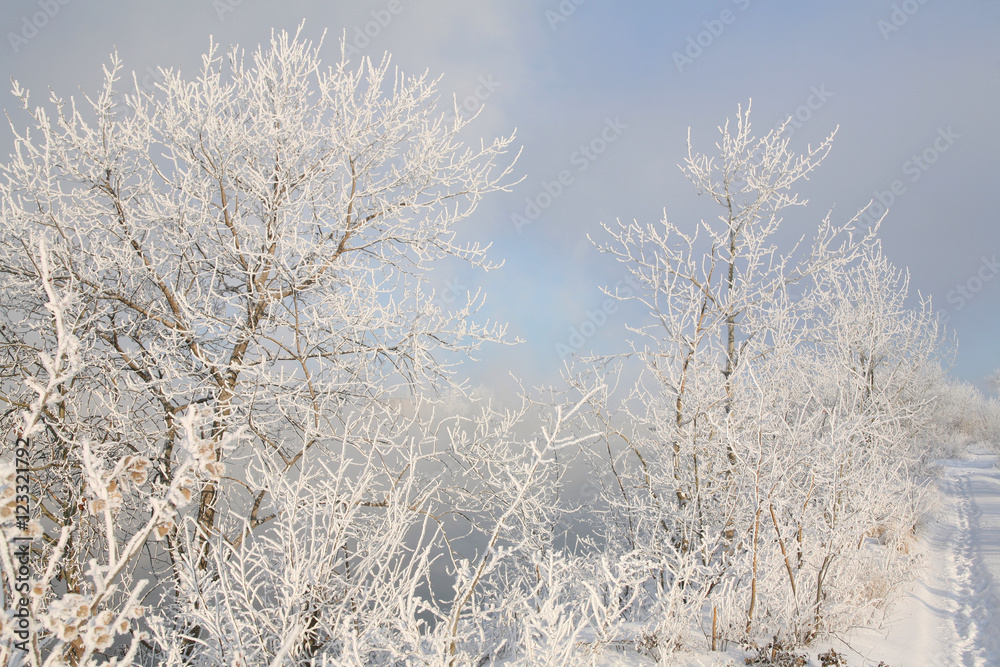 Frost on the branches of trees