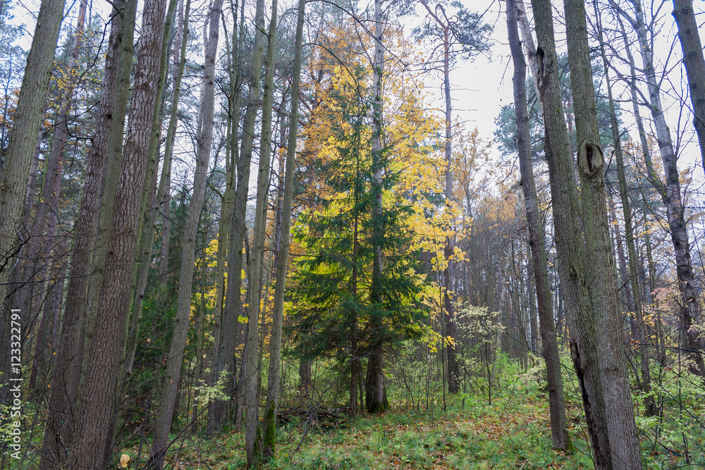 Forest landscape in cloudy and rainy autumn day Forest landscape in cloudy and rainy autumn day