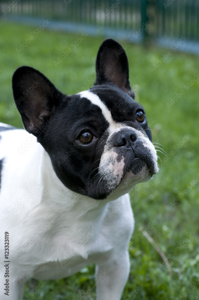 french bulldog french bulldog