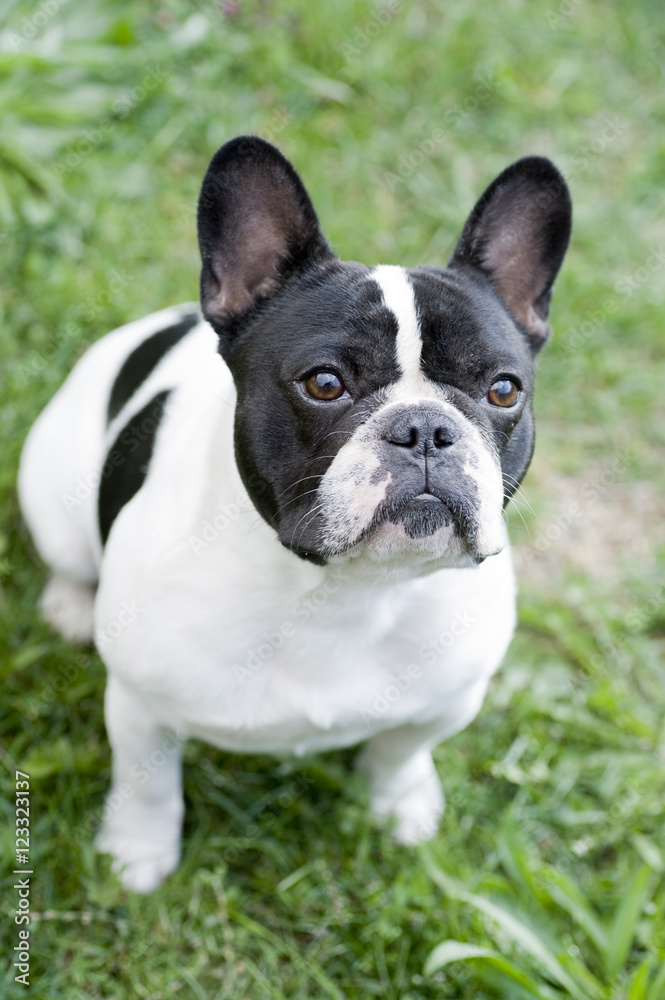 french bulldog