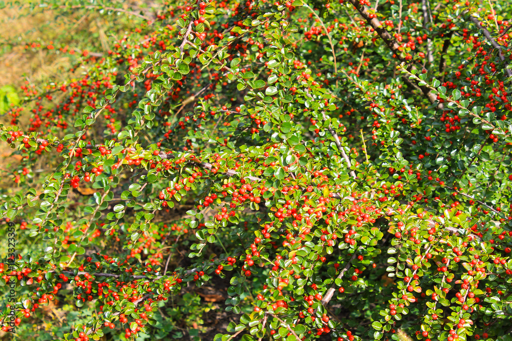 Fototapeta premium Red pyracantha berries on a bush