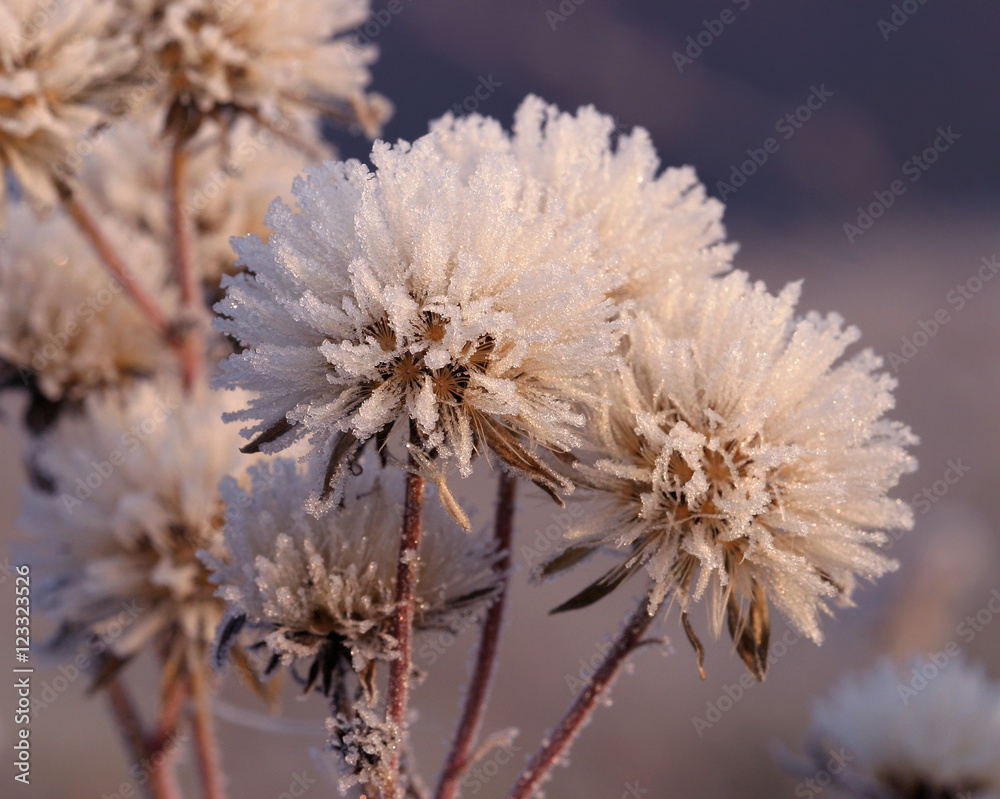 Frost on grass Frost on grass
