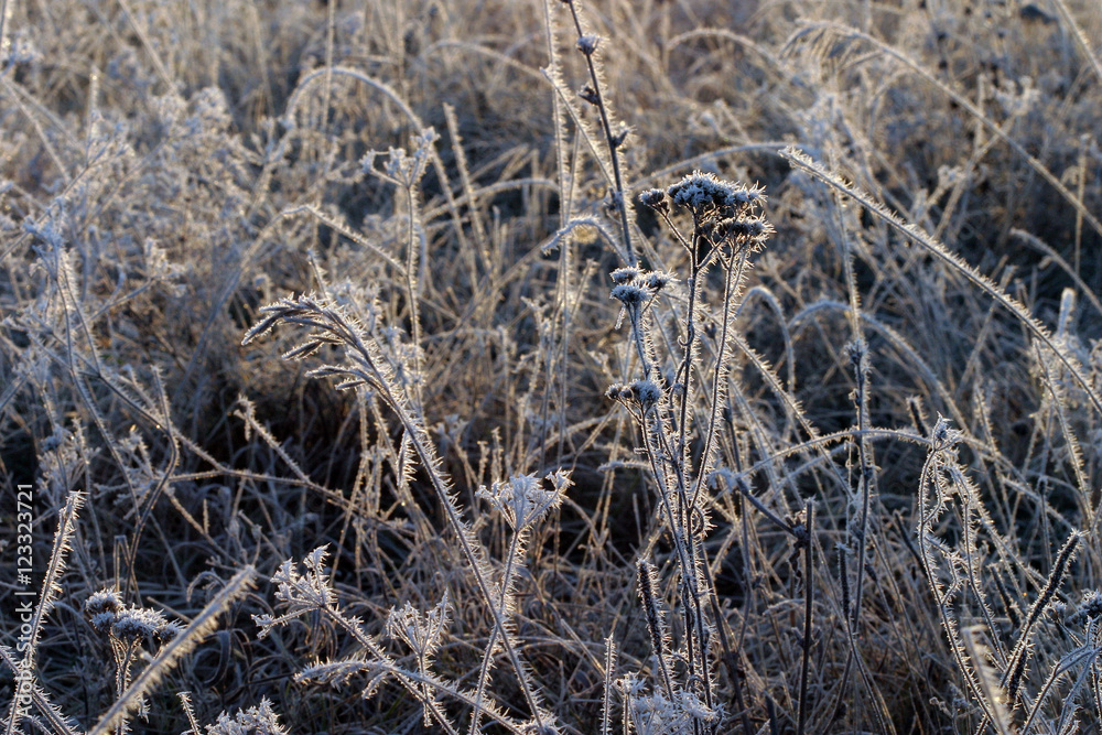 Fototapeta premium frost on the grass