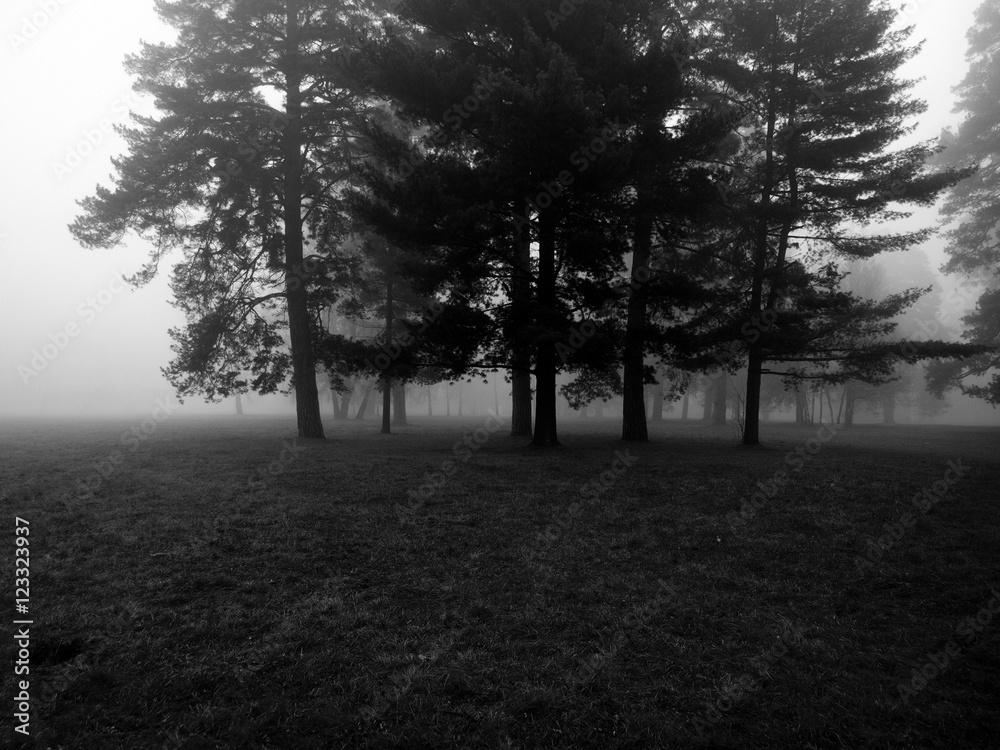 Naklejka premium Fog in the forest