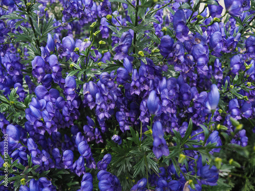 blooming Bluebells in Canadian garden