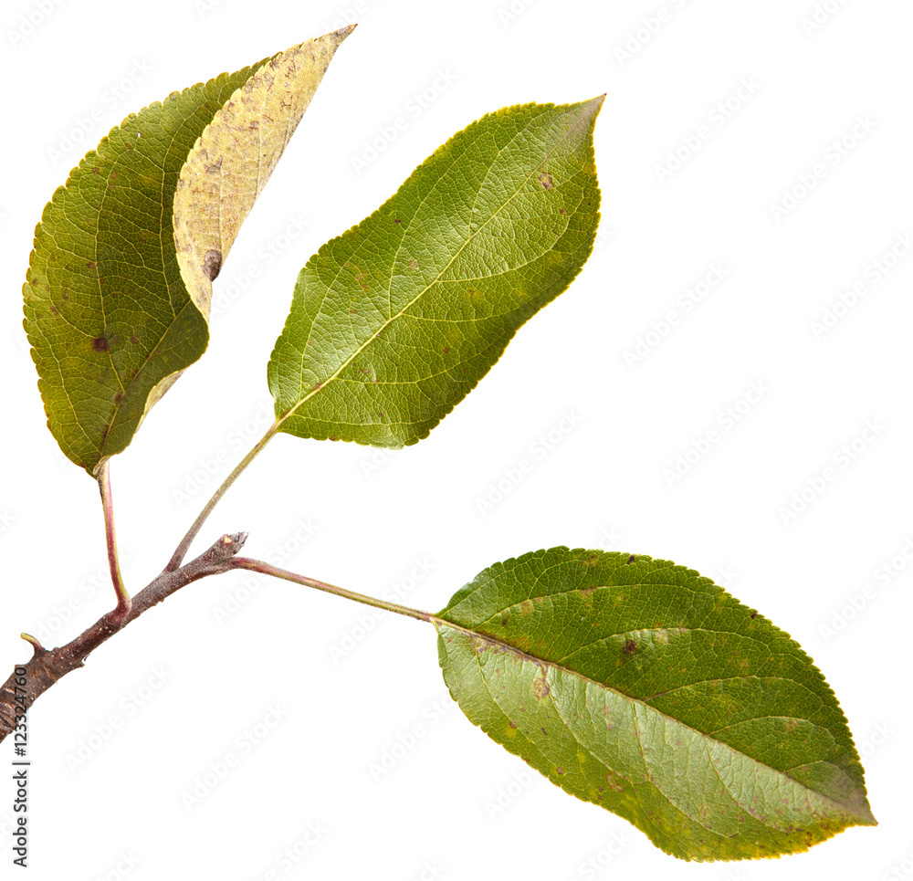 apple-tree branch with green leaves. Isolated on white backgroun apple-tree branch with green leaves. Isolated on white backgroun