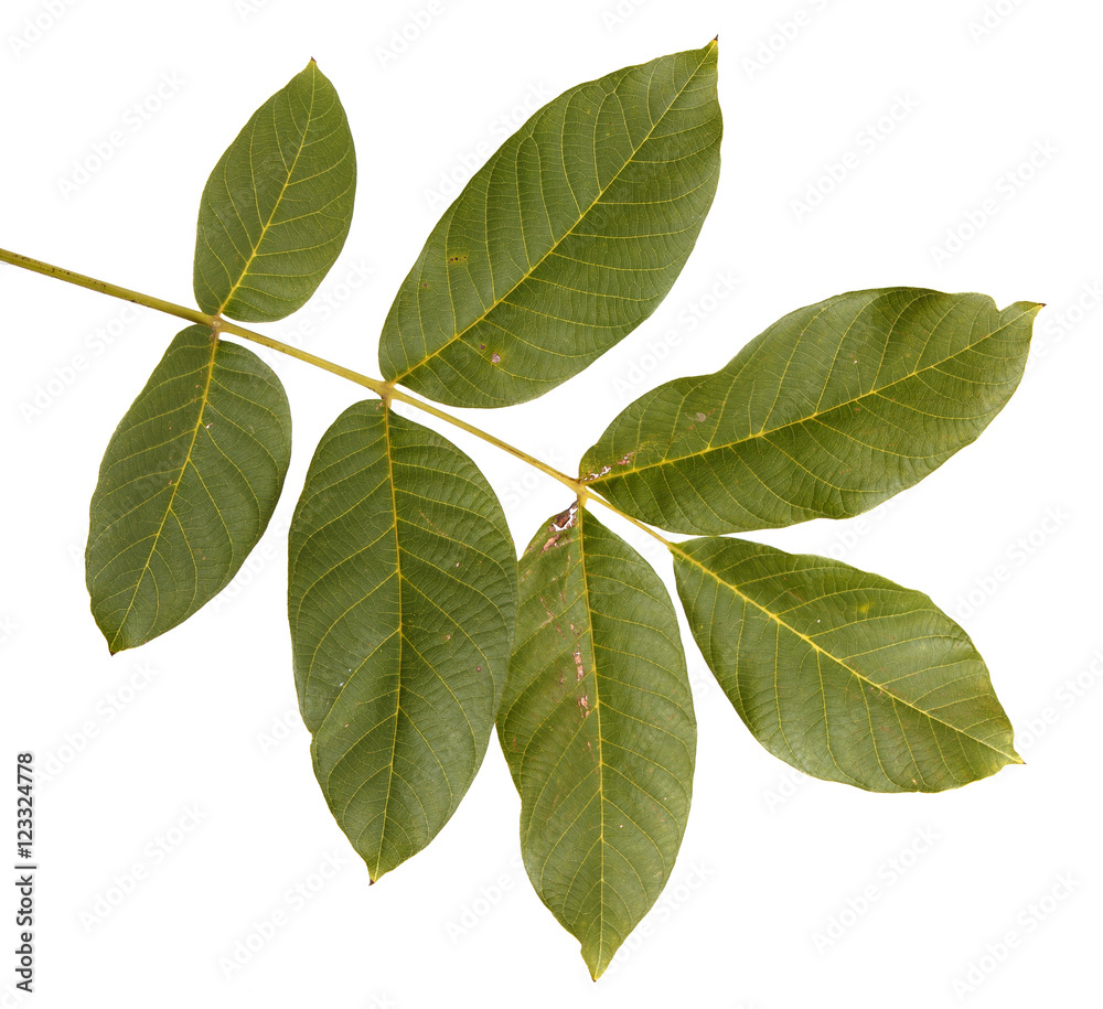 branch of walnut isolated on white background branch of walnut isolated on white background