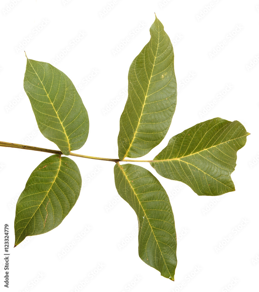branch of walnut isolated on white background branch of walnut isolated on white background