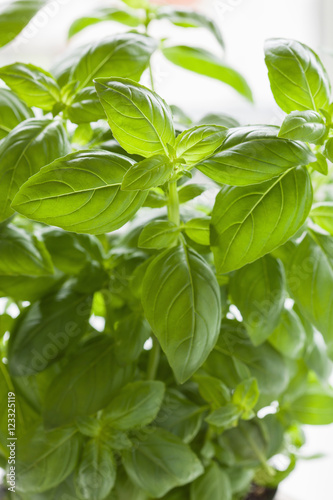 fresh basil leaves herb background