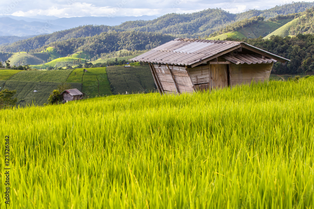 Green Terraced Rice Field in Pa Pong Pieng , Mae Chaem, Chiang Mai, Thailand