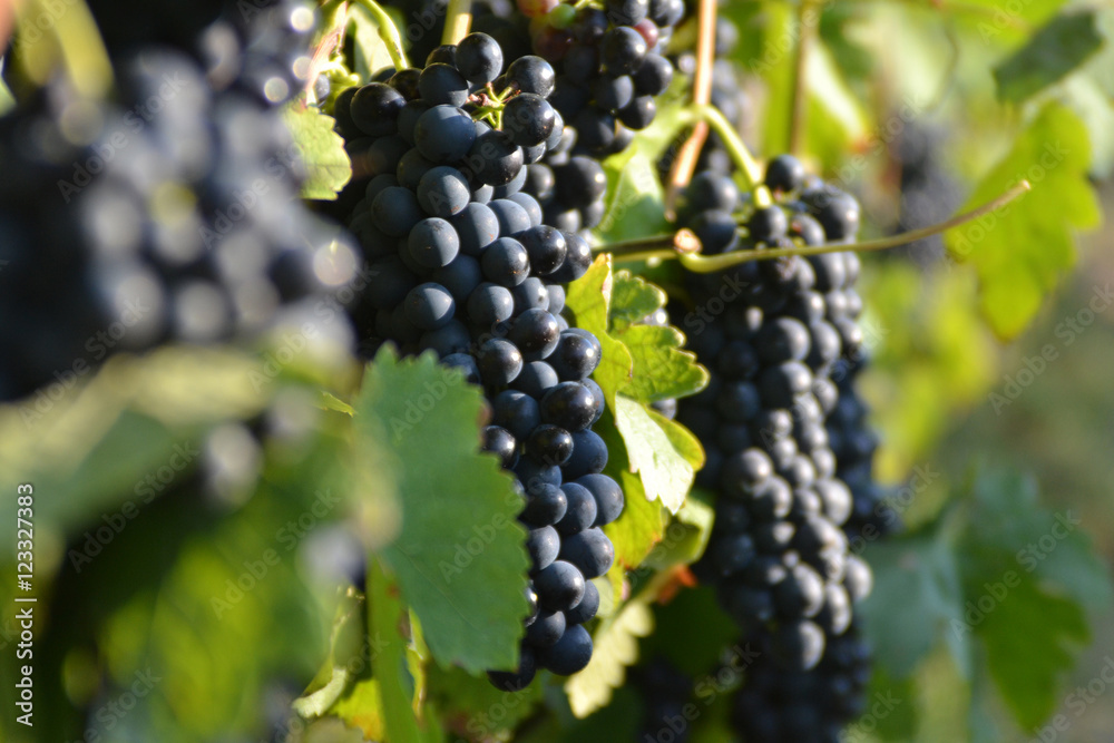 Grappes de raisins noirs sur pieds de vigne