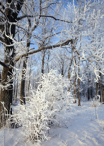 Walk through the beautiful winter scene in Russia