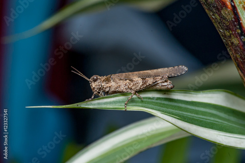 Fototapet Spurthroated grasshopper (Melanoplus sanguinipes) on a leaf