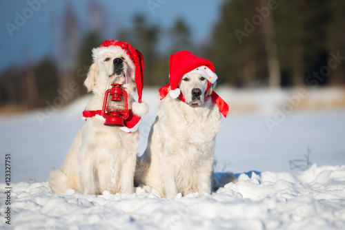 two golden retriever dogs in santa hats posing in winter © otsphoto