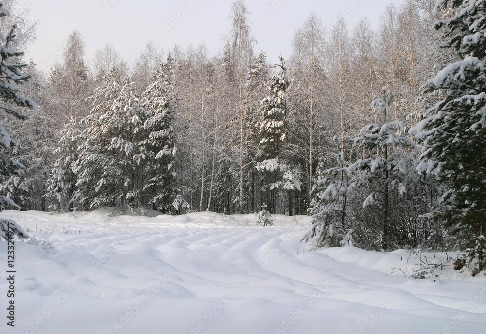 Obraz premium Walk through the beautiful places frosty Russian winter