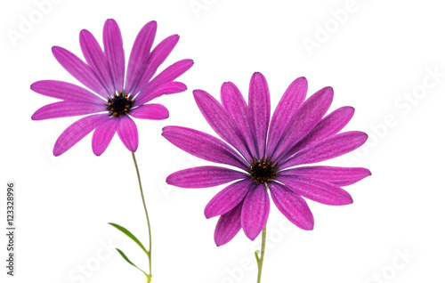 Violet Pink Osteosperumum Flower Daisy Isolated