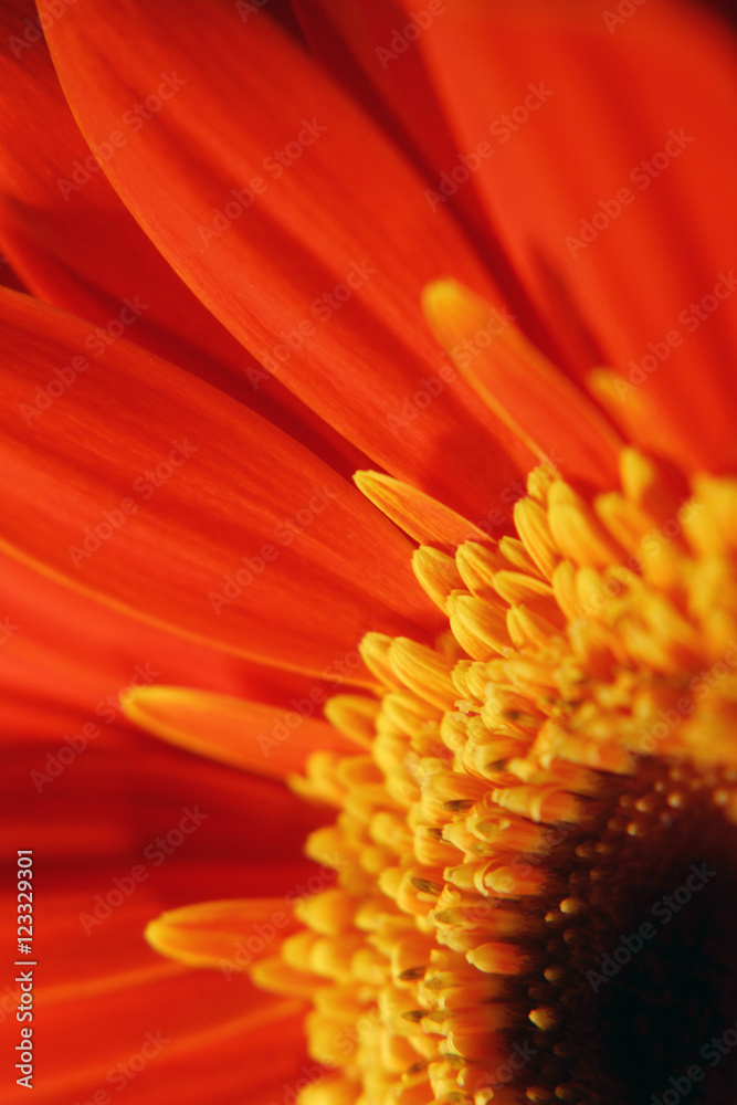 very beautiful bright orange flower in macro very beautiful bright orange flower in macro