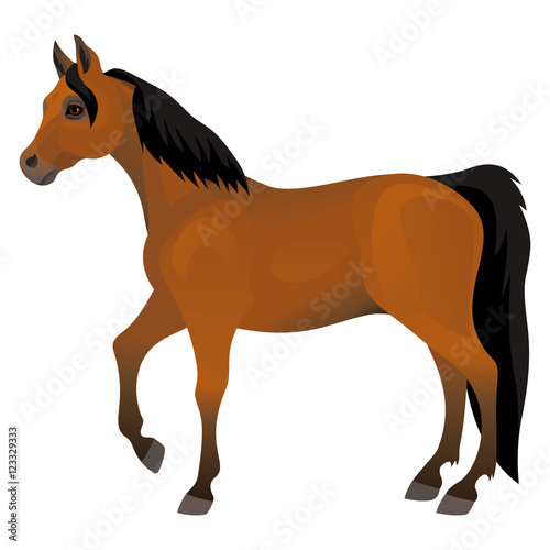 Vector beautiful arabian brown horse exterior isolated on white background