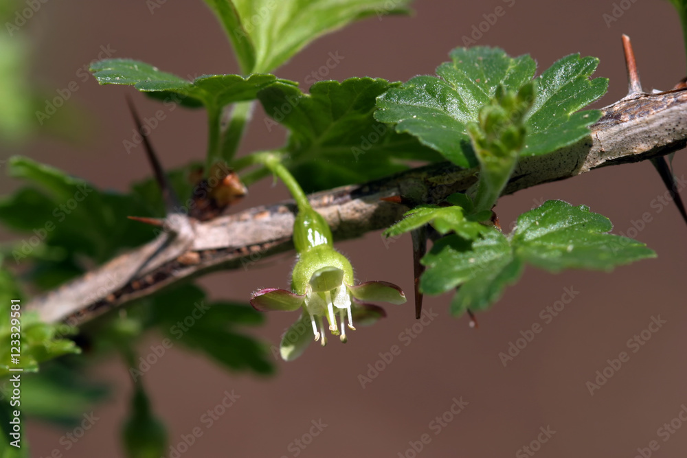 Obraz premium flowering gooseberry