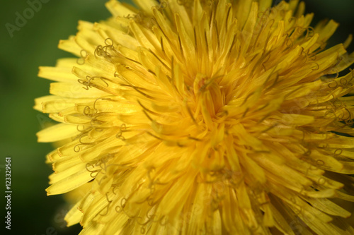 spring Flowers