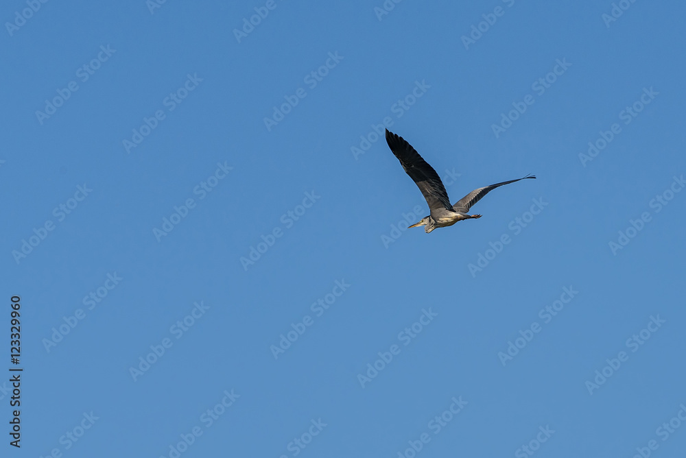 gray heron bird sky