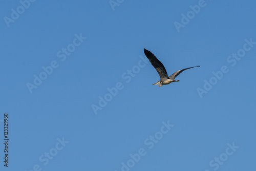 gray heron bird sky