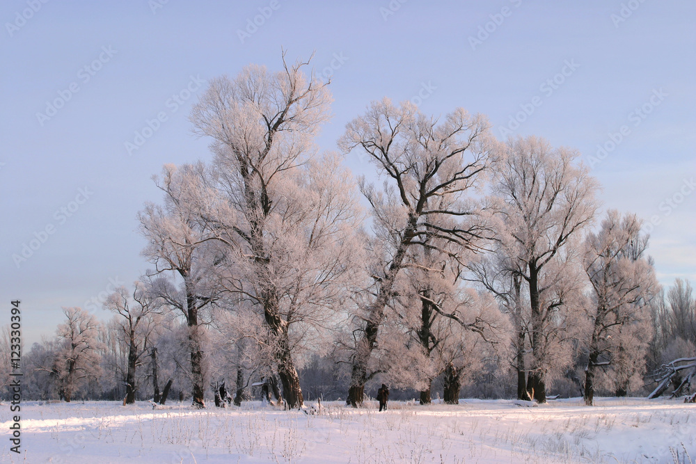 a long walk in nature snowy Russian winter a long walk in nature snowy Russian winter