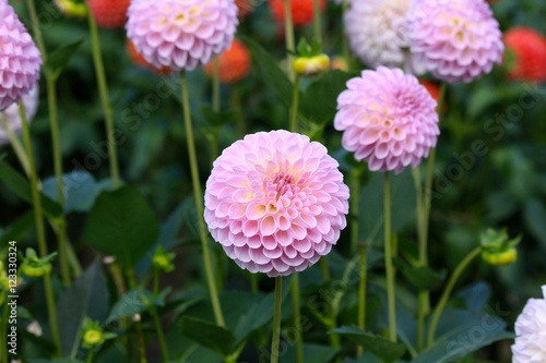 Bright Dahlia in Yamagata Japan