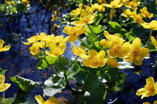 yellow marigold flowers photo