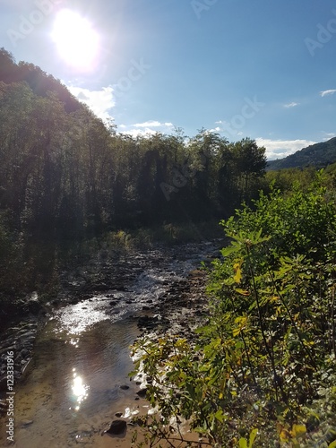 Forest and clean river in sunlight