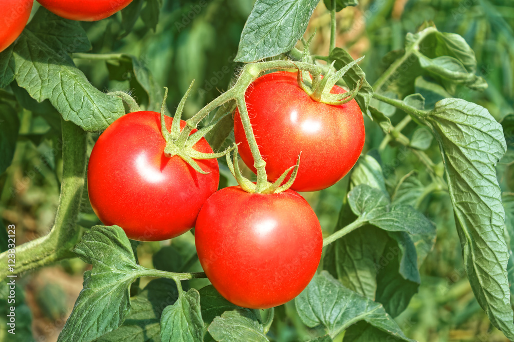Three big ripe red tomato fruits