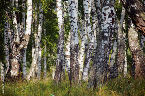 birch grove in the Urals