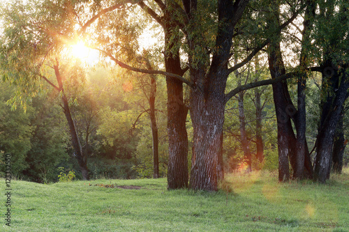 sunset in the woods