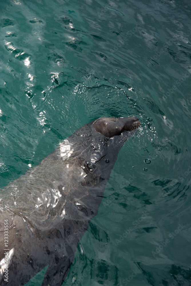 Obraz premium ガラパゴスアザラシ