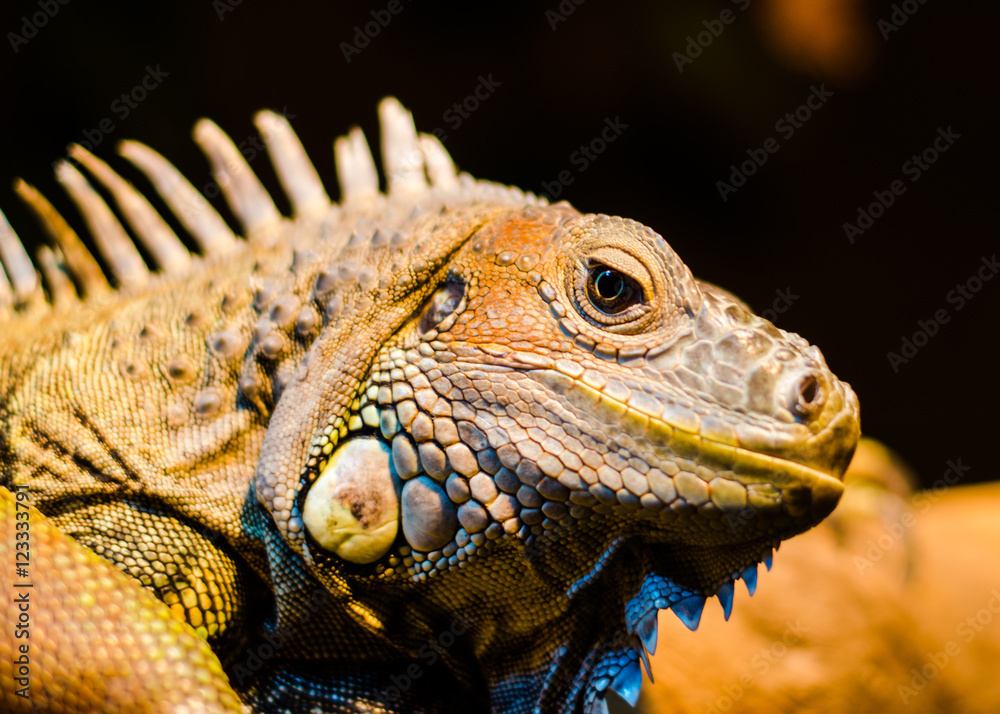 Obraz premium Lizard