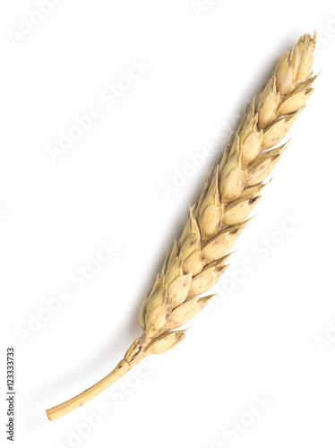 wheat on white