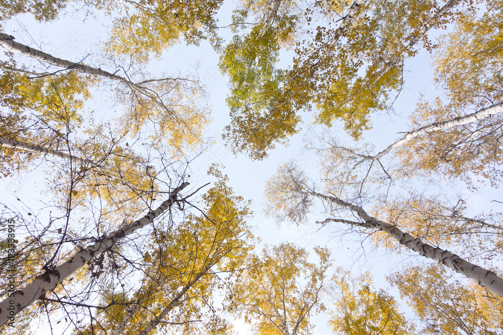 Obraz premium birch forest