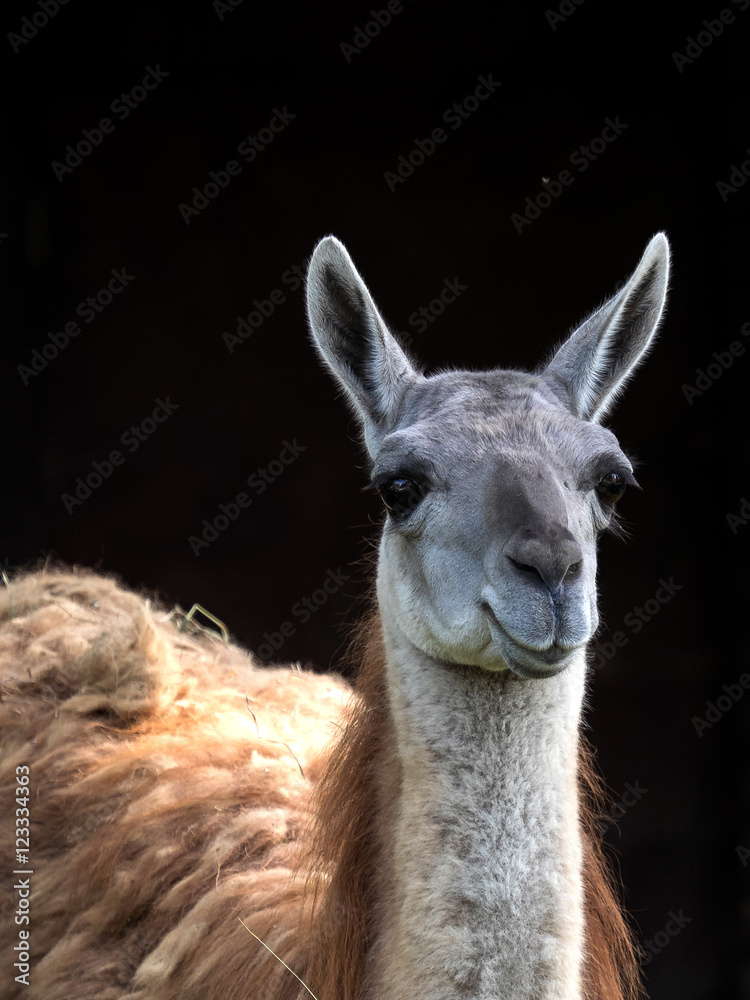 Obraz premium Lama