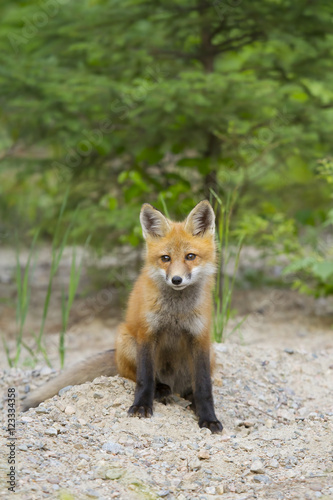 Red fox kit (Vulpes vulpes) in Algonquin Park, Canada in autumn © Jim Cumming