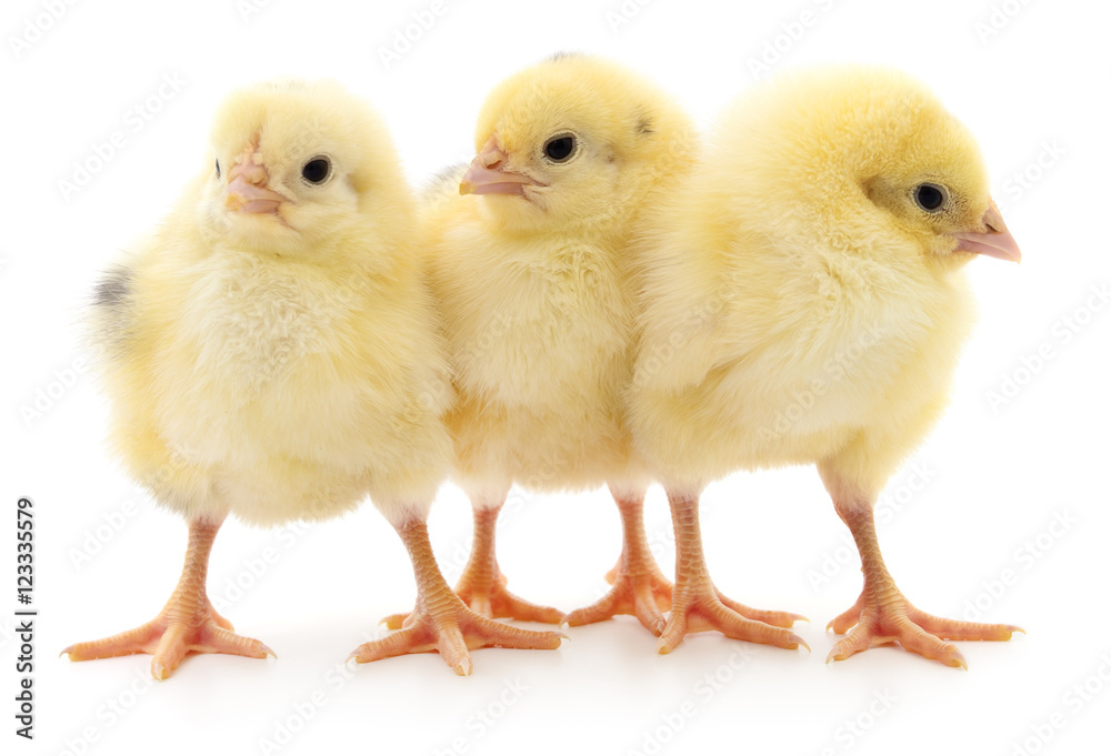 Three cute chicks.