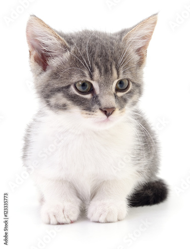 Kitten on white background. © Anatolii