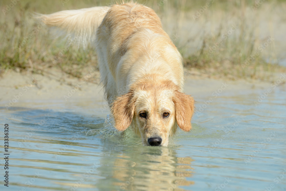 dog golden retriever standing in the lake and looking