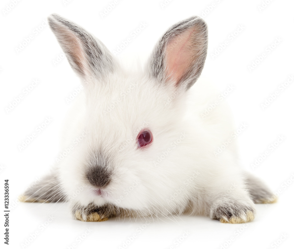White bunny rabbit. White bunny rabbit.