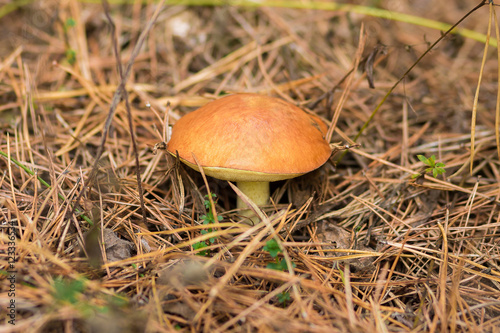 Edible mushroom boletus edulis in autumn forest around which spruce branches © 4frame group