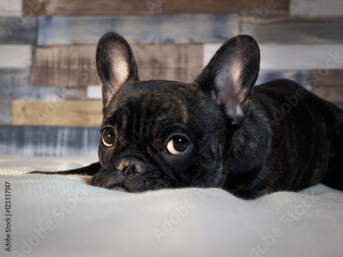 The sad black dog lying on the bed © kozorog