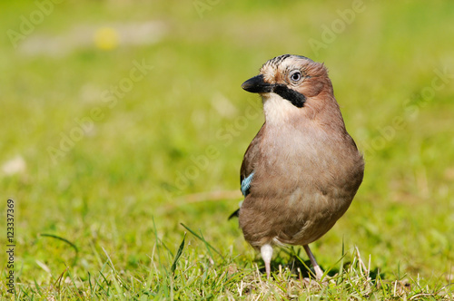 Jay sitting on meaow and looking photo
