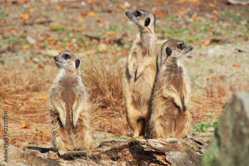 meerkat the guards